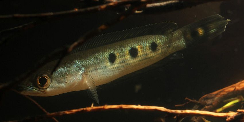 Subadult from the UK aquarium trade.