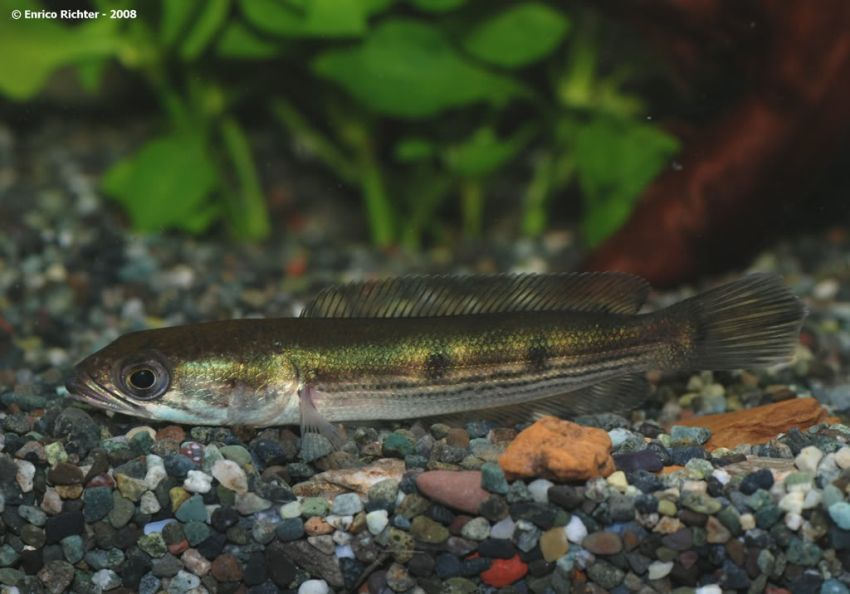 Juvenile specimen from the German aquarium trade.