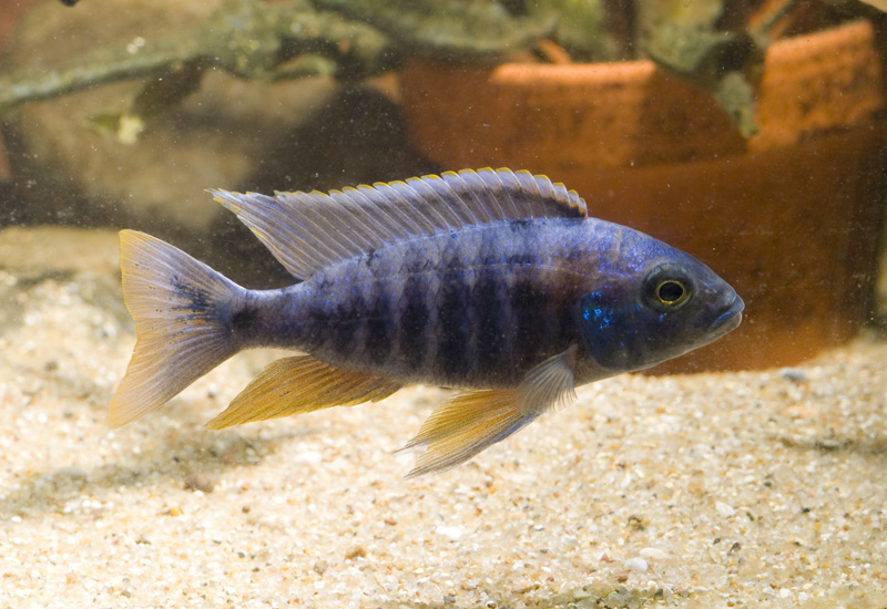 Young male from the UK aquarium trade; population not supplied.