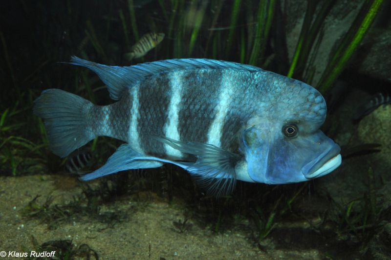 Adult male; 'Blue Zaire' form, population unspecified.