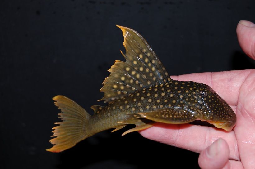 Specimen from the U.K. aquarium trade.