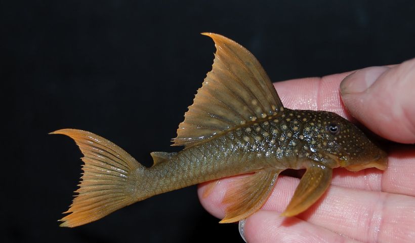 Specimen from the U.K. aquarium trade.