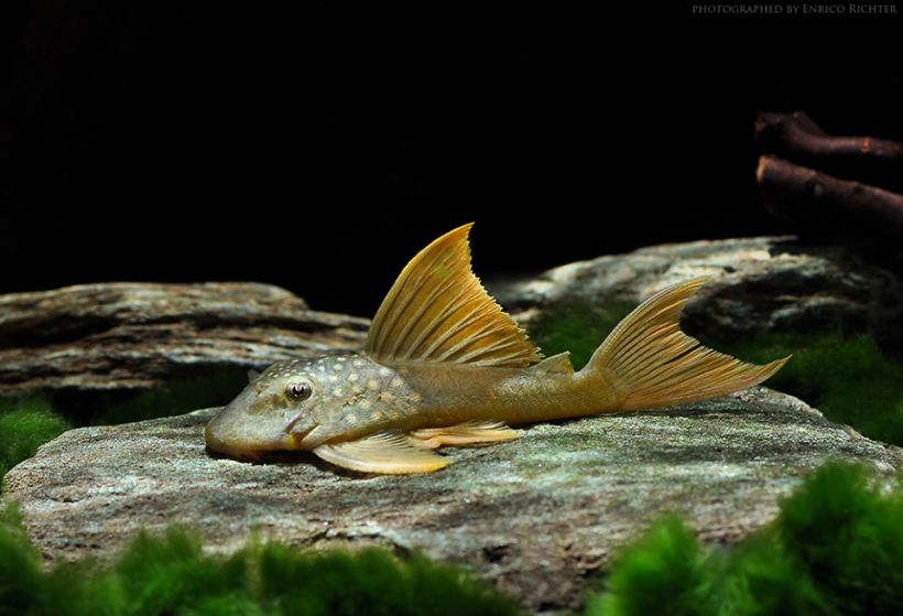 Subadult from the German aquarium trade.