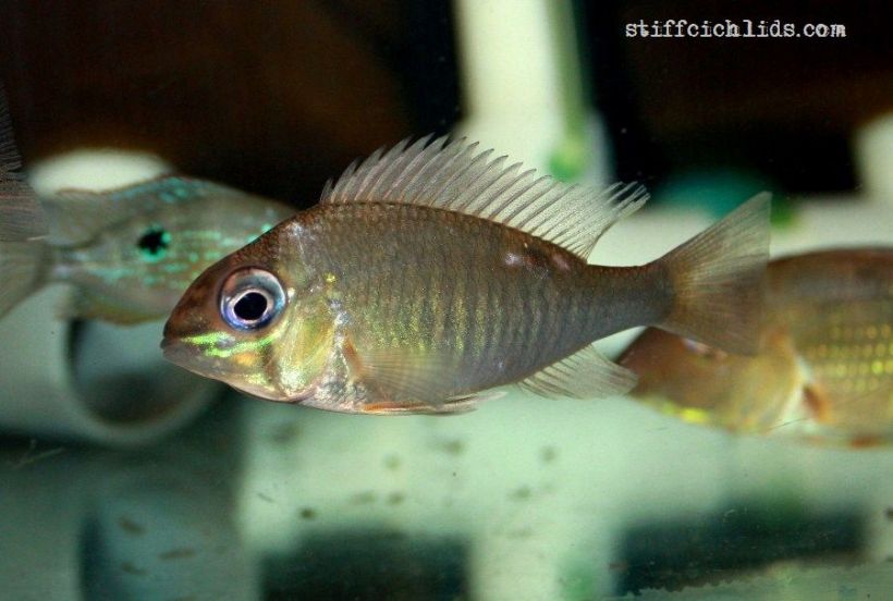 Juvenile from the Danish aquarium trade.