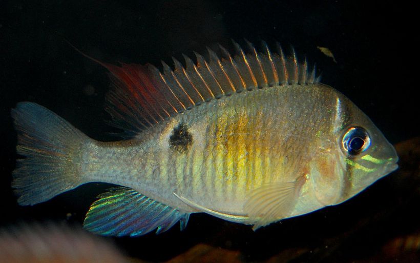 Specimen from the U.K. aquarium trade collected at an unspecified locality in Peru.