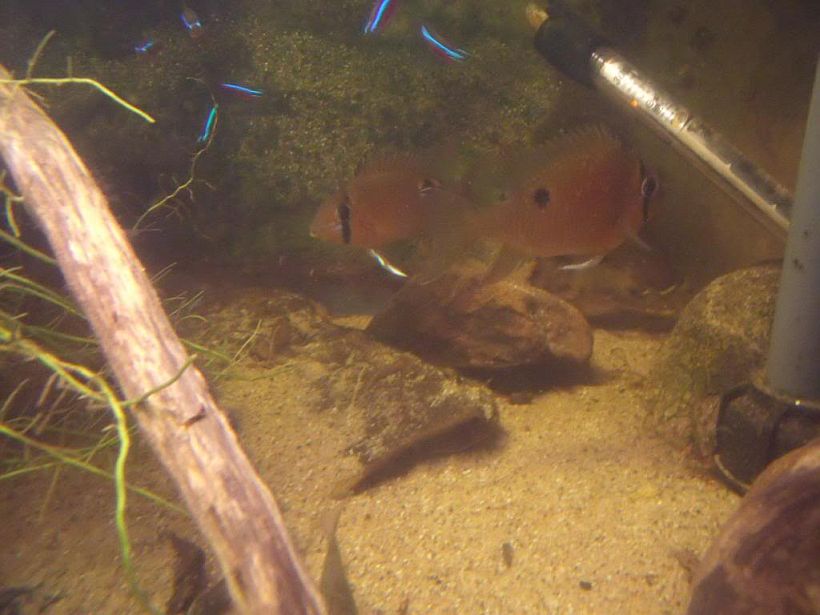 Adult pair spawning in the aquarium.