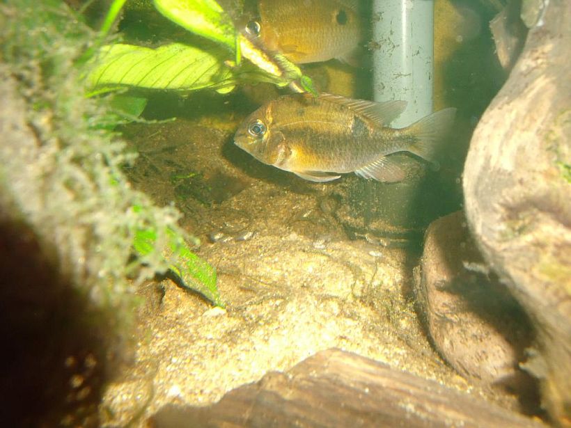Adult pair with fry.