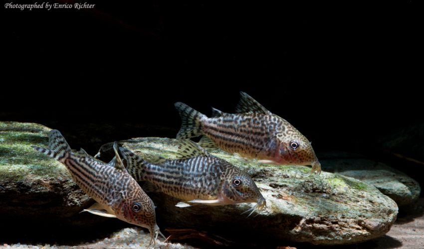Wild-collected adult individuals from the German aquarium trade.