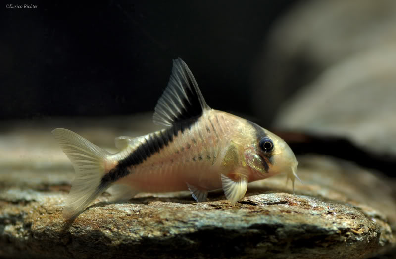 Specimen from the German aquarium trade.