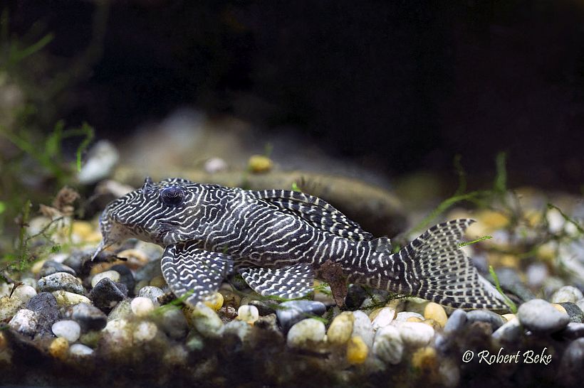 Specimen from the Bosnia and Herzegovina aquarium trade.