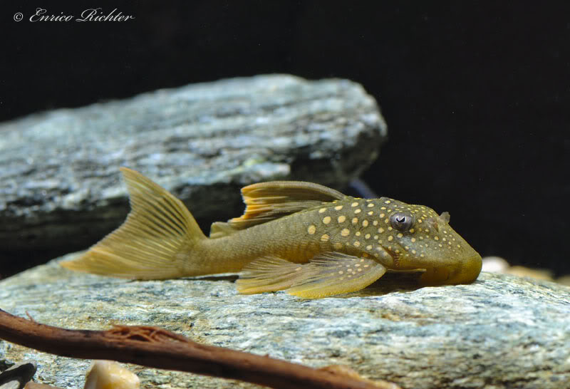 Subadult from the German aquarium trade.