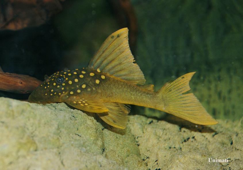 Subadult from the Danish aquarium trade.