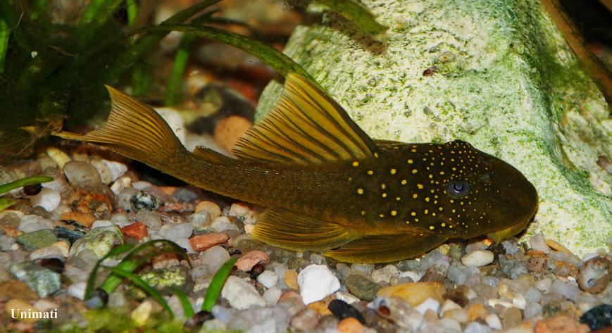 Subadult from the Danish aquarium trade.