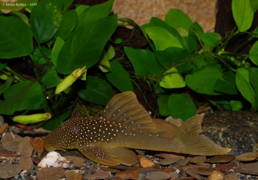 Specimen from the German aquarium trade.