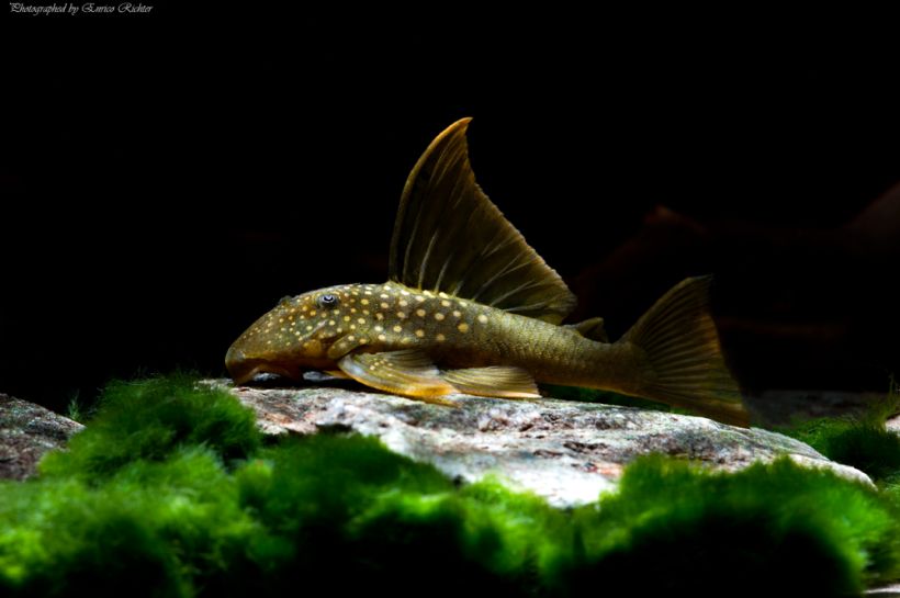 Subadult from the German aquarium trade.