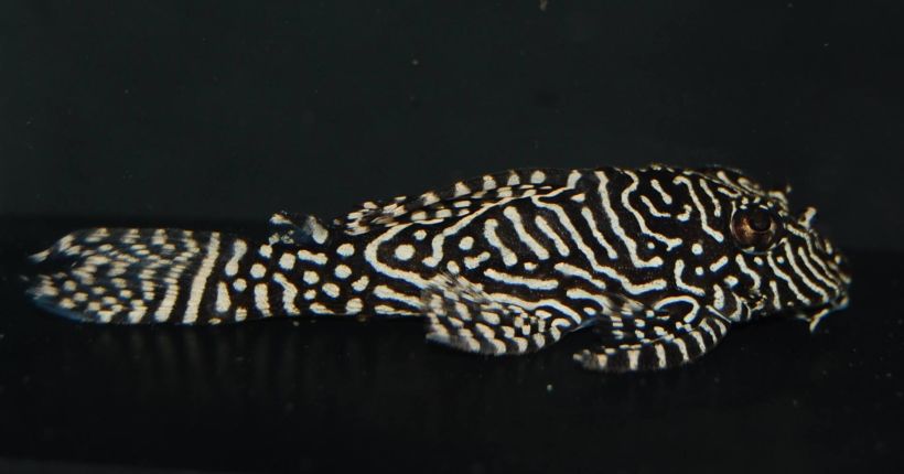 Specimen from the U.K. aquarium trade.