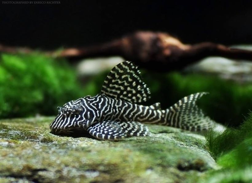 Specimen from the German aquarium trade.