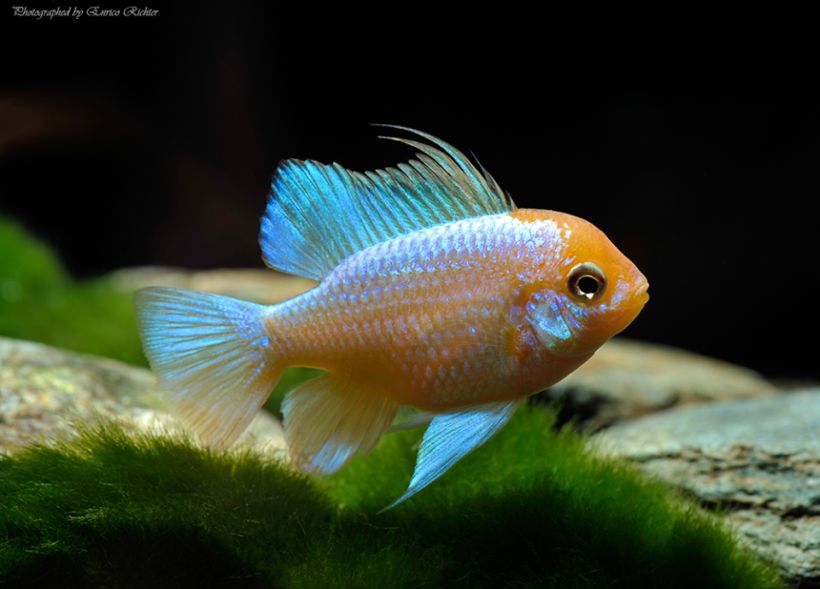 Adult male individual of the popular 'super neon blue gold' commercial strain.