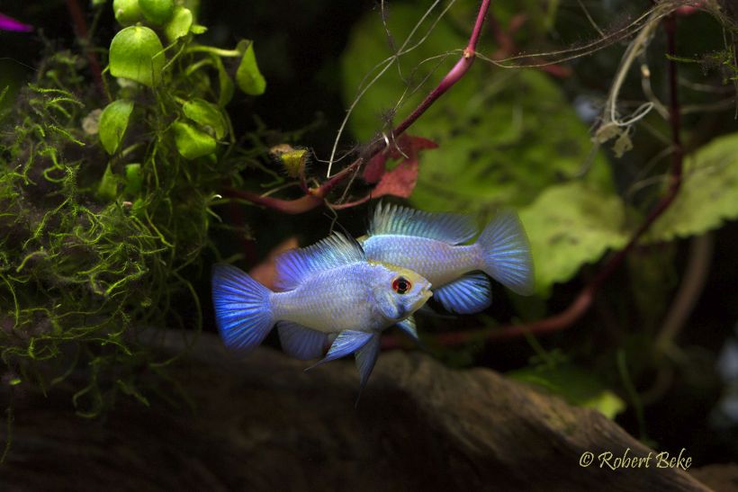 Rival males of the neon/electric blue strain exhibiting territorial behaviour.