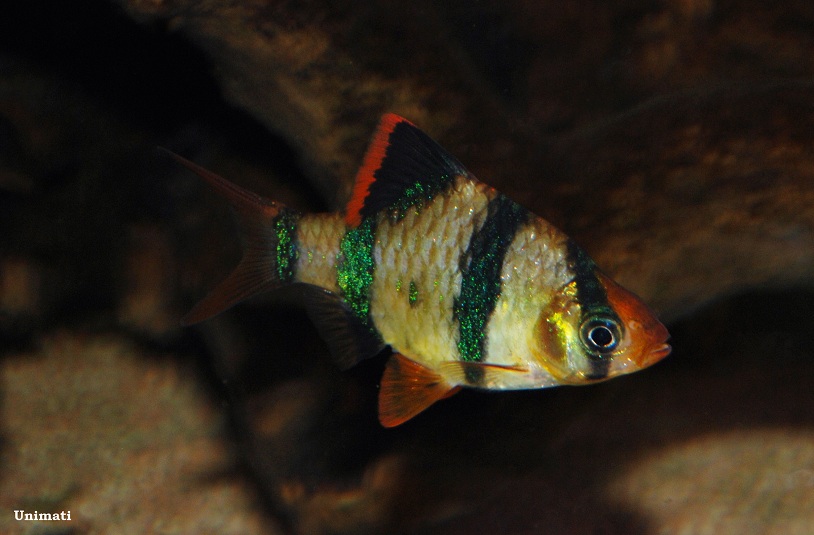 Adult male specimen from the Danish aquarium trade; commercial strain.