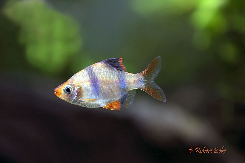 Specimen from the Bosnia-Herzegovina aquarium trade; commercial strain.