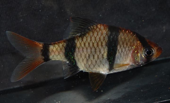 Wild specimen of P. tetrazona from Sumatra