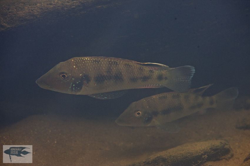 Specimens photographed in their natural habitat, Rio Tocantins basin, Brazil.