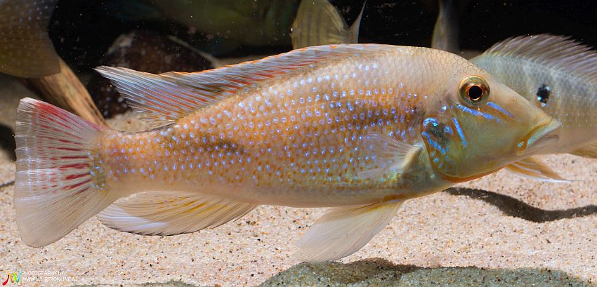 Adult male specimen from the Dutch aquarium trade.