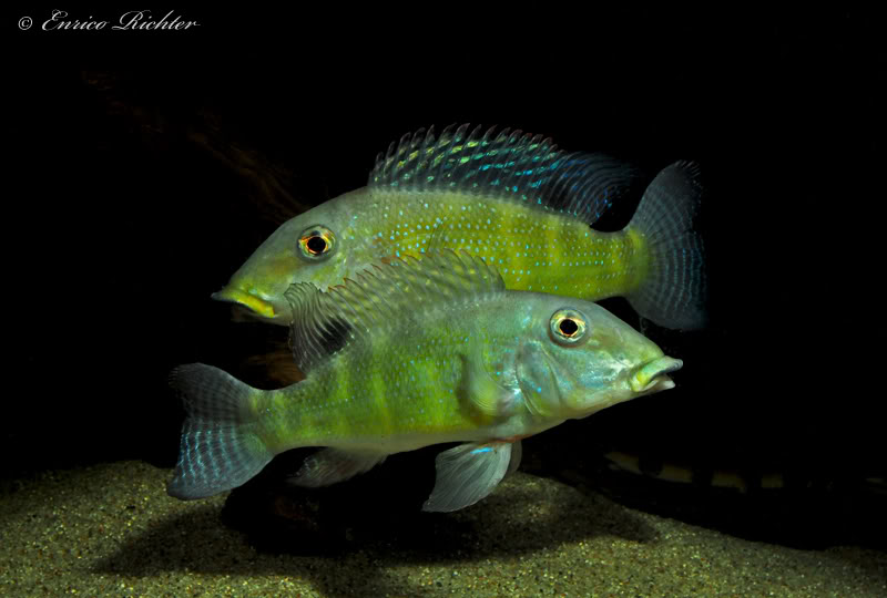 Nuptial adult pair; female at front.