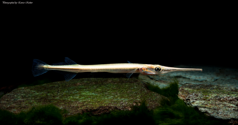 Subadult specimen from the German aquarium trade.