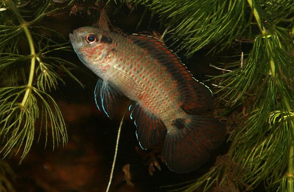 B. autumnum