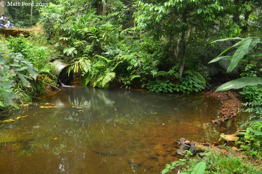 Habitat on Tioman Island.