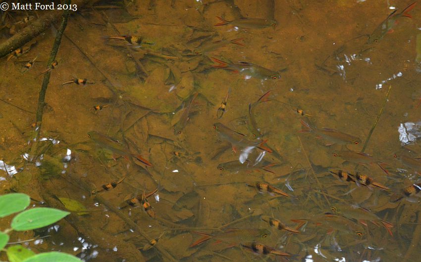 An introduced population exists on Tioman Island, Malaysia, here seen alongside native Barbodes lateristriga.