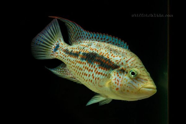 Chiapaheros grammodes