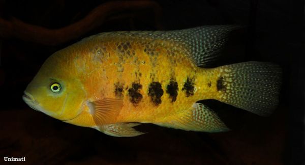 Cincelichthys bocourti