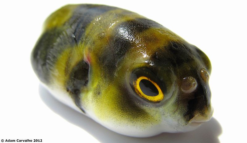 Specimen from the lower rio Tocantins, Brazil.