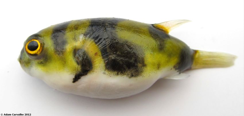 Specimen from the lower rio Tocantins, Brazil.
