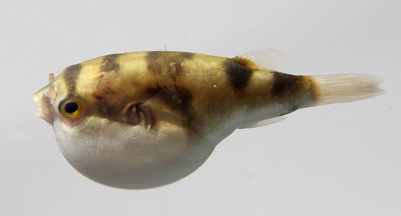 Specimen collected close to Manaus, Brazil.