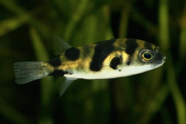 Specimen from the Dutch aquarium trade.