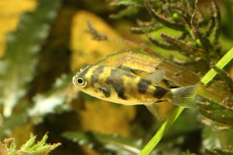 Specimen from the Belgian aquarium trade.