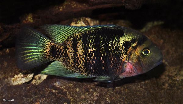 Oscura heterospila