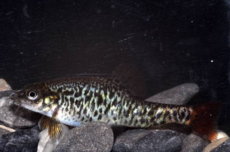 Mature female measuring 60 mm TL.