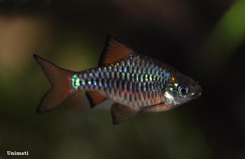 Specimen from the Danish aquarium trade; commercial strain.
