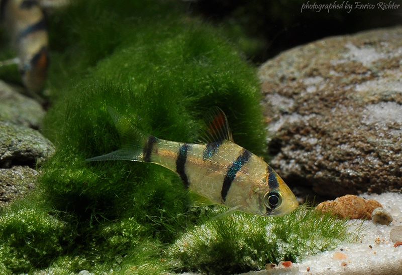 Specimen from the German aquarium trade.