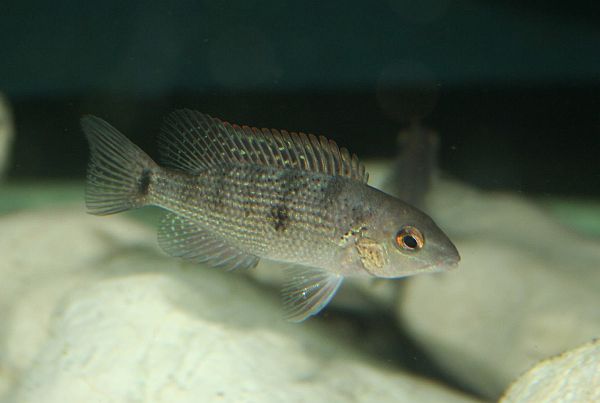 A young individual of Rheoheros lentiginosus