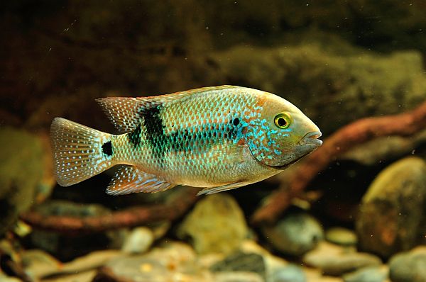 Theraps godmanni