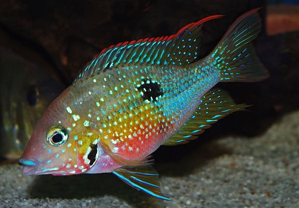 Thorichthys ellioti, type species of the genus, is currently regarded as a synonym of T. maculipinnis