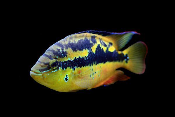 Trichromis salvini