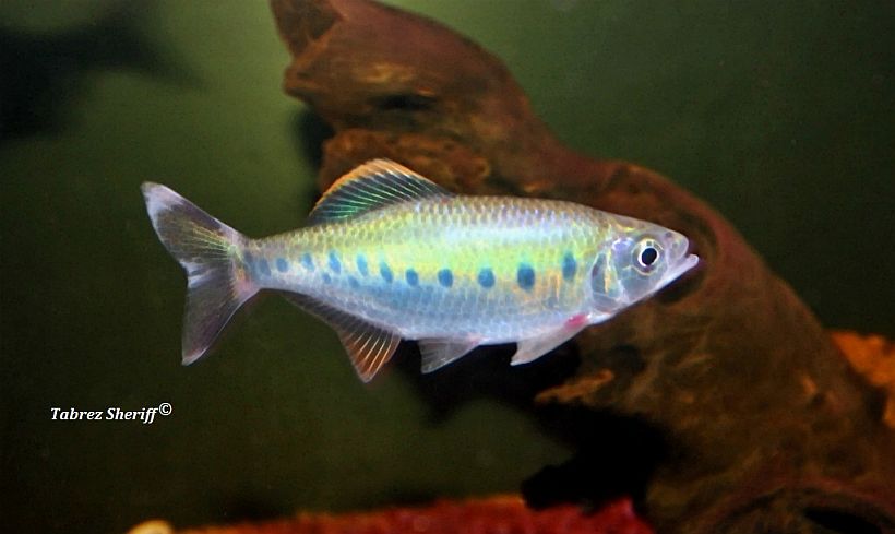 Subadult individual.