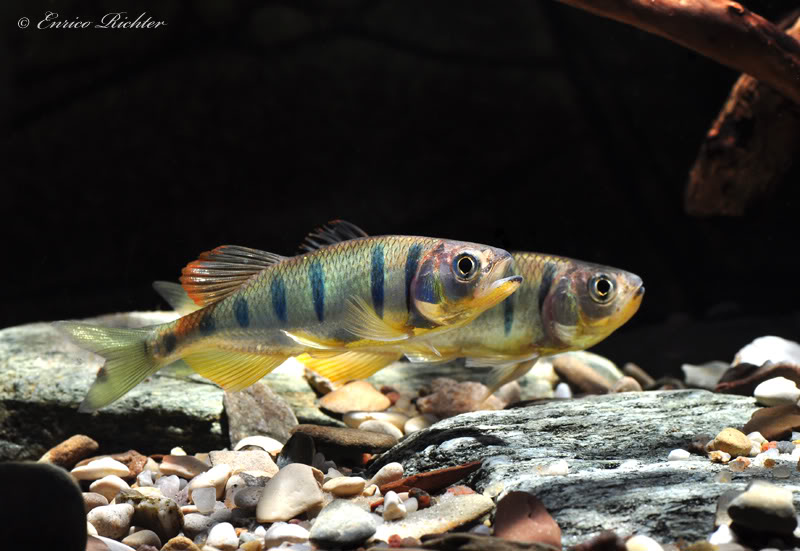 Males often spar for dominance.